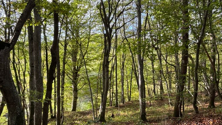 A quiet forest with green trees and a gentle light. The ground is covered with autumn leaves.