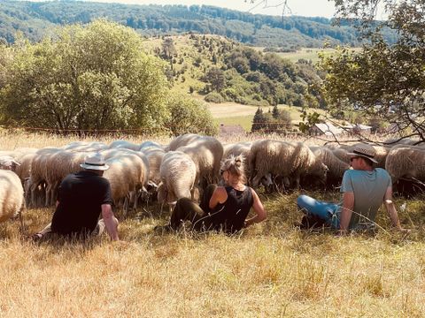 A group of people is sitting on a meadow and watching sheep. In the background, gentle hills and green nature can be seen.