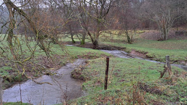Ein ruhiger Bach fließt durch eine grüne Wiese mit vereinzelten Bäumen. Die Landschaft wirkt friedlich und natürlicherweise unberührt.