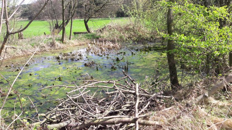 A small pond, surrounded by trees and dry shore vegetation. The water is greenish and covered with plants.
