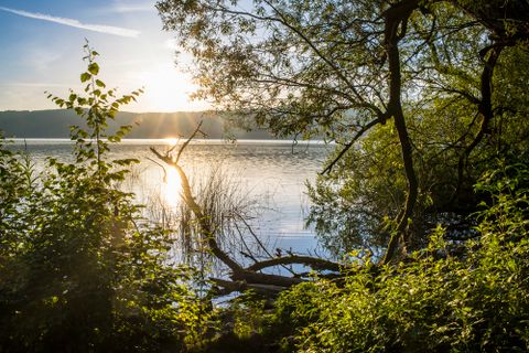 Der Blick durch Sträucher und Bäume auf den See bei tiefstehender Sonne