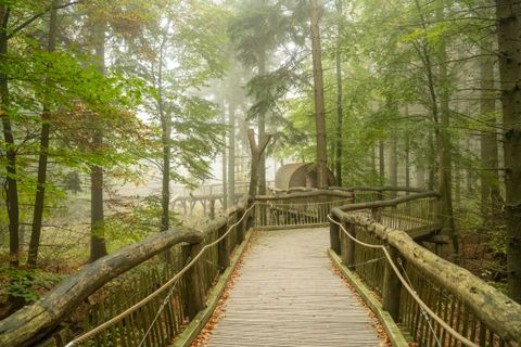 A long wooden walkway with a walk-through tunnel of tree trunks in the middle of a forest