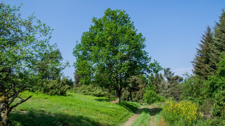 Großer Baum am Wegesrand