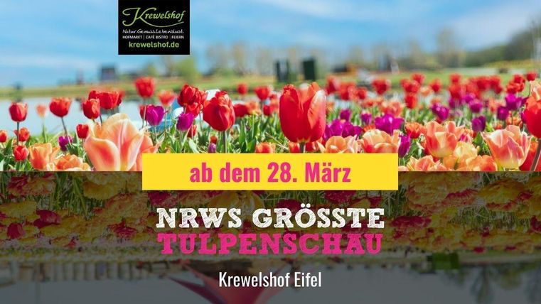 A colorful tulip landscape with many different colors. From March 28th, the largest tulip exhibition in North Rhine-Westphalia will take place at Krewelshof Eifel.