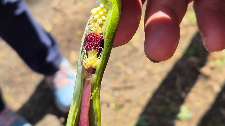 Une personne tient une gousse de légumineuse fendue dans la main. À l'intérieur, de petites graines et une structure rouge remarquable sont visibles.