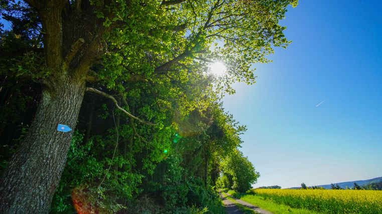Field path at the edge of a forest in the sunshine