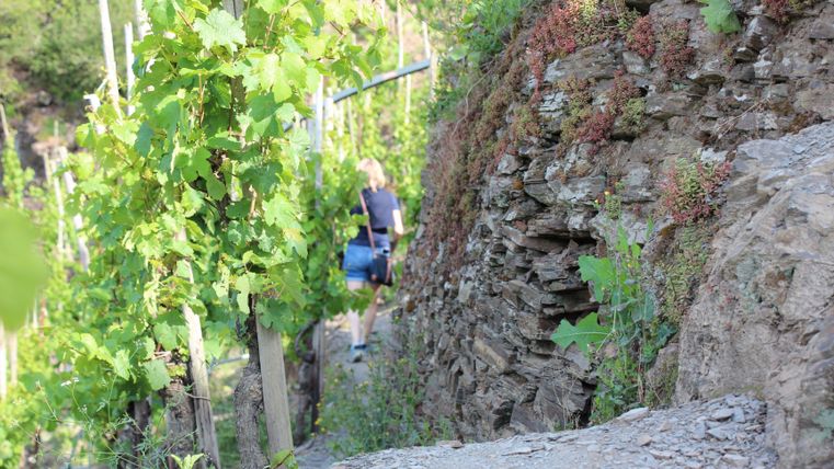A narrow path leads through grapevines by a steep rock wall. In the background, a person can be seen walking along the path.