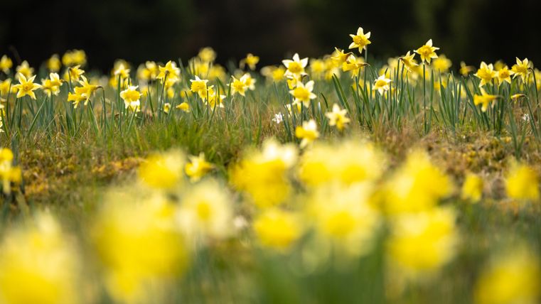 Blühende Narzissenwiese mit vielen gelben Blüten im grünen Gras, im Vordergrund weich unscharf und mit dunkel abfallendem Hintergrund.