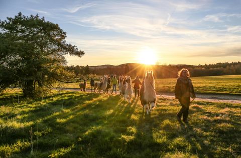 Eine Gruppe von Menschen spaziert mit Alpakas auf einer grünen Wiese. Im Hintergrund sind Bäume und Hügel zu sehen.