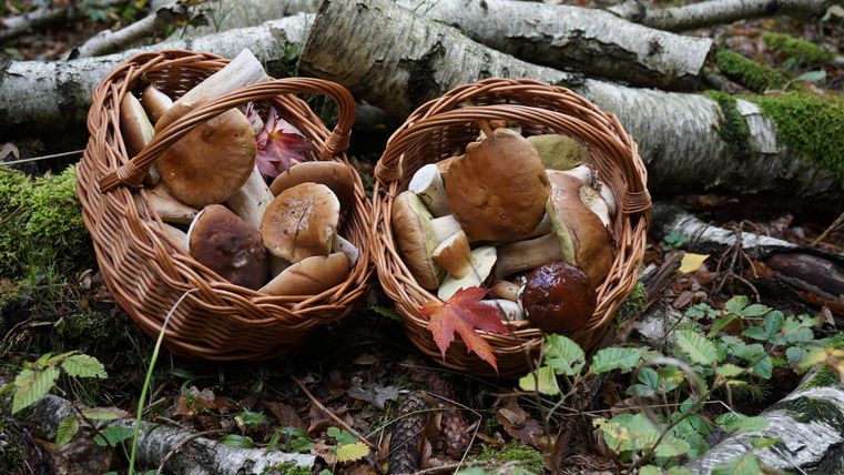 Zwei geflochtene Körbe voller Pilze liegen auf einem Waldboden vor mehreren abgetrennten Ästen.