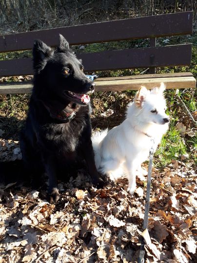 Deux chiens sont assis sur un sol recouvert de feuilles. Le chien noir sourit tandis que le chien blanc est assis tranquillement à côté.