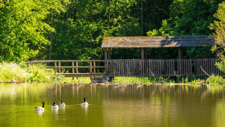 Four geese swim on a pond in front of a wooden footbridge in the countryside.