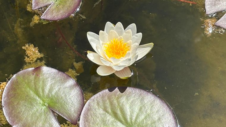 Nénuphar