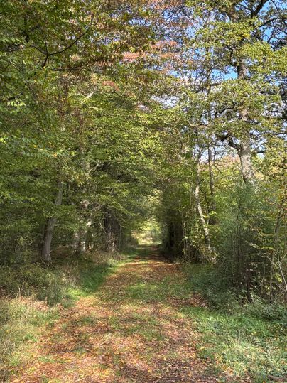 A narrow woodland path surrounded by tall trees and colorful foliage. The sun shines through the branches, creating a tranquil atmosphere.