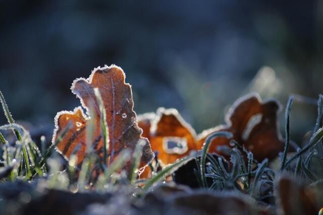Frosty leaves lie on the grass in the morning light. The edges of the leaves are coated with a delicate frost.