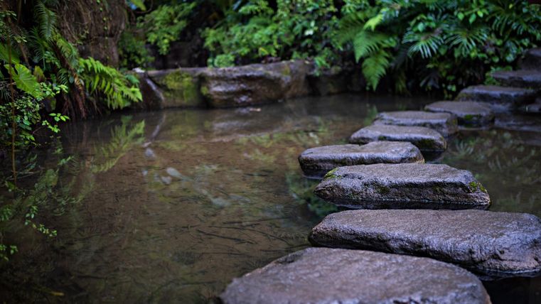Een rustige vijver met stenen die als voetpad dienen. Weelderige, groene plantengroei omringt het water.