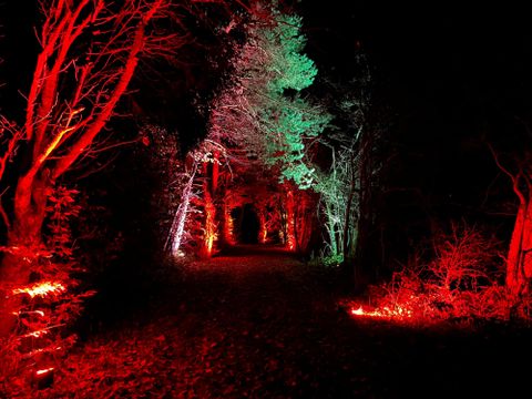 Ein geheimnisvoller Waldweg in der Nacht, beleuchtet mit roten und grünen Lichtern. Die Bäume umrahmen den Pfad und schaffen eine mystische Atmosphäre.