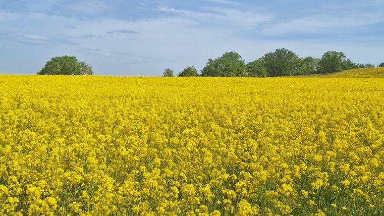 Ein blühendes Feld mit leuchtend gelben blumen. Der Himmel ist klar und blau, im Hintergrund sind grüne Bäume zu sehen.
