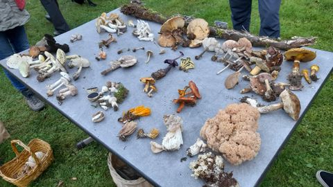 A table full of various mushrooms in different colors and shapes. Some mushrooms are edible, while others can be poisonous.