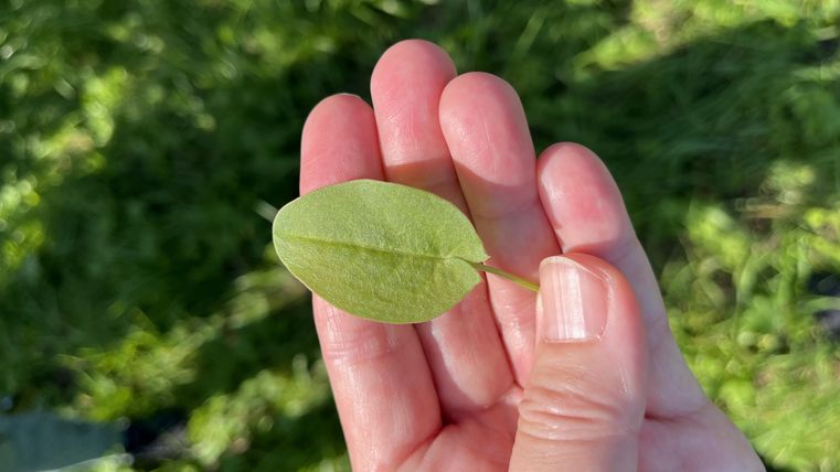 Een blad wordt in de hand gehouden. De achtergrond is groen en toont gras.