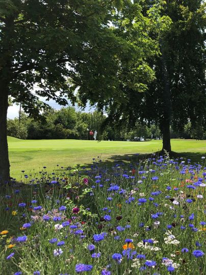 Un paysage de parcours de golf verdoyant avec des fleurs sauvages en fleurs au premier plan. À l'arrière-plan, des joueurs sont visibles sur le parcours de golf.