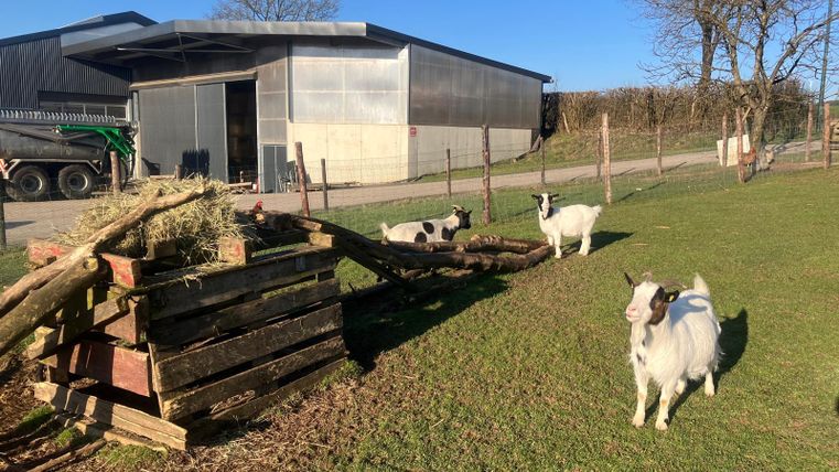 An idyllic rural scene with goats grazing in a meadow. In the background, there is a farmhouse and a woodpile.