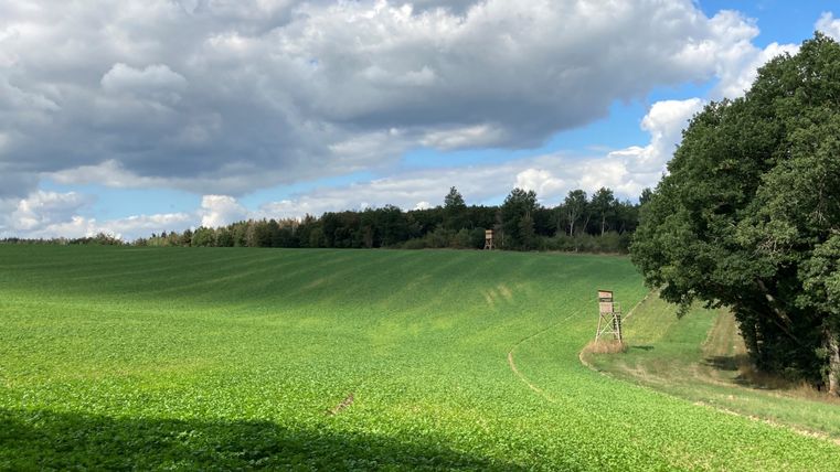 Green meadow with high seats and forest in the background under a blue sky with clouds.