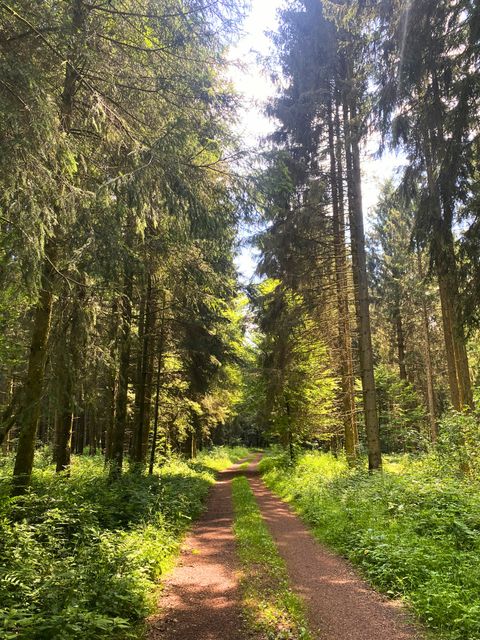 A sunny forest path with tall trees and green undergrowth.