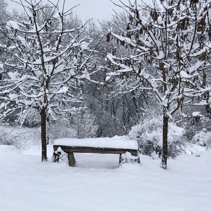 Eine ruhige Winterlandschaft mit schneebedeckten Bäumen. Eine Holzbank steht im Schnee und lädt zum Verweilen ein.