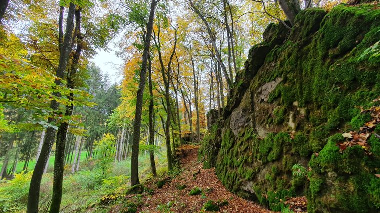 A picturesque forest with autumn colors and moss-covered rocks. The trees are tall and sturdy, while the path gently winds through the landscape.