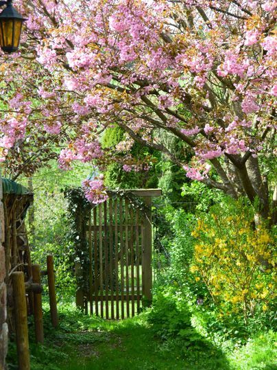 Ein malerischer Gartenweg, gesäumt von blühenden Kirschbäumen und bunten Blumen. Das Holztor am Ende des Weges lädt zum Entdecken ein.
