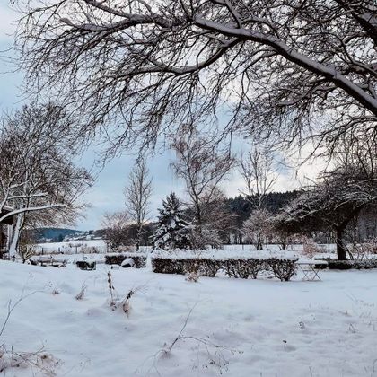 A snowy landscape with snow-covered trees and bushes. The sky is clear and shows soft clouds.