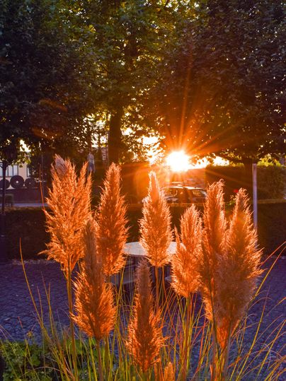 A sunrise behind tall pampas grasses in the beer garden in front of the HANSA Hotel. The warm glow of light gives the scene an idyllic atmosphere.