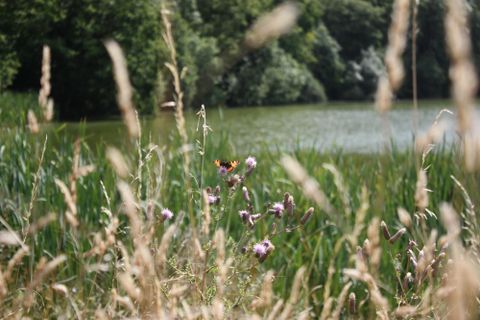 A calm lake under a clear blue sky. Green shoreline vegetation is reflected in the water.