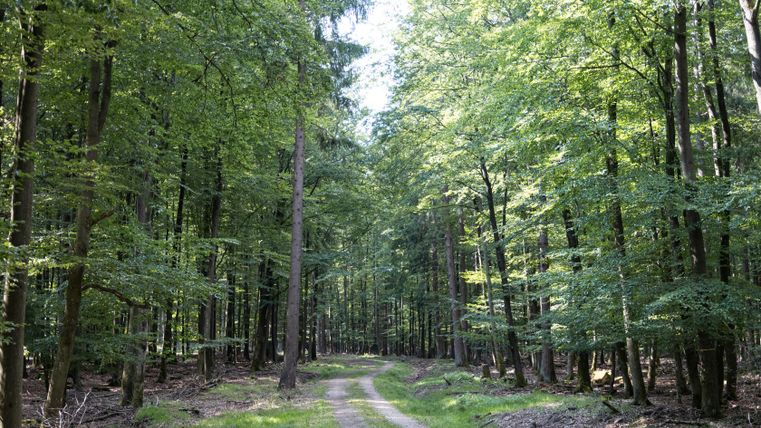 Un chemin forestier mène à travers une forêt dense et verdoyante sur le sentier EifelSpur Wildnispfad.