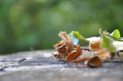 Eine Nahaufnahme von Blättern und Fruchtständen auf einem Baumstumpf. Der Hintergrund ist verschwommen und zeigt eine grüne, natürliche Umgebung.