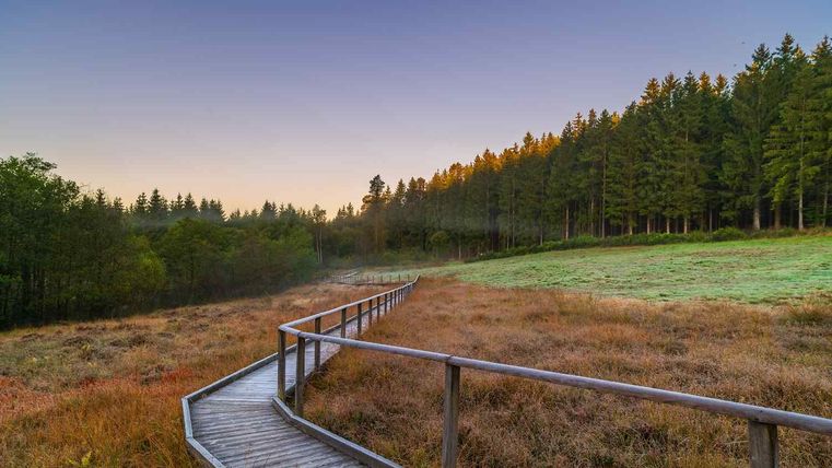 Een houten wandelpad leidt door een heidelandschap, omringd door bomen en weiden, onder een heldere hemel.