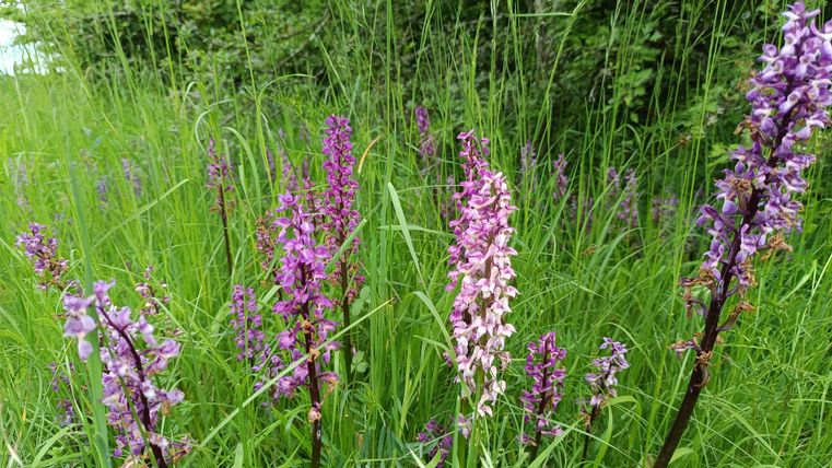 Een paarse bloem staat tussen het groene gras. Op de achtergrond zijn bomen en een onscherp voorwerp zichtbaar.