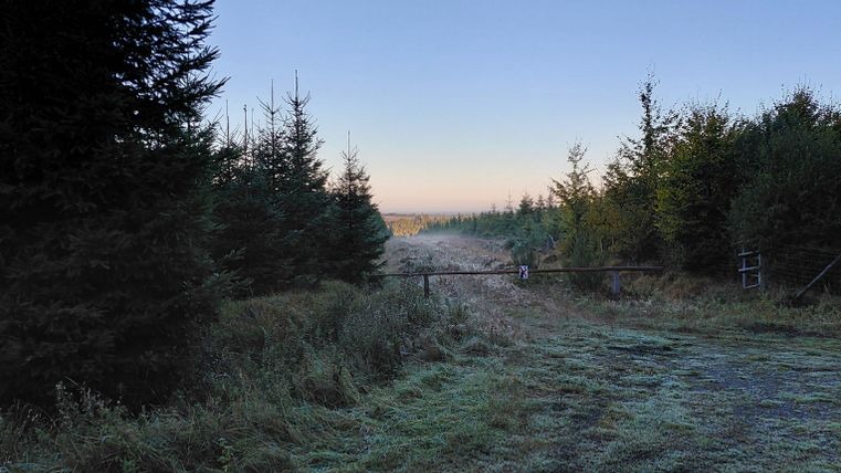 Un chemin forestier tranquille avec des sapins et une douce ambiance de brouillard matinal. Le ciel est clair et montre un dégradé de couleurs douces.