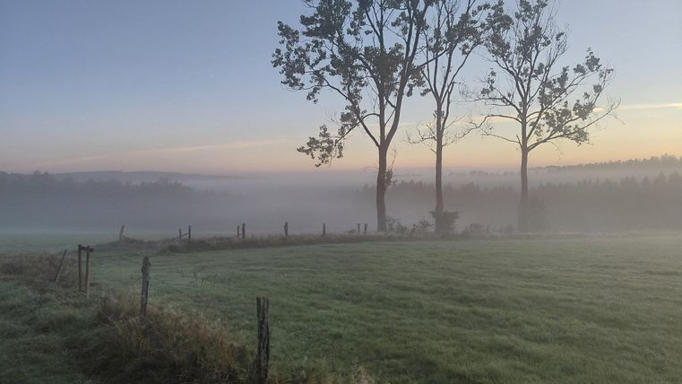 Un paysage brumeux avec de grands arbres en arrière-plan. La lumière douce du lever du soleil transforme les prairies en une image calme et mystique.