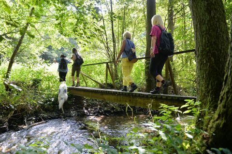Four hikers with rucksacks and a white dog cross a narrow wooden bridge over a stream in a green, sun-drenched forest.