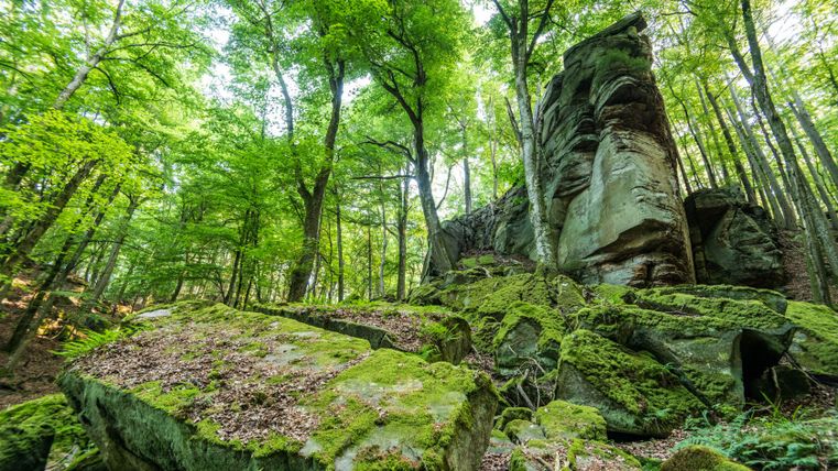 Rotsformatie in het bos bedekt met mos.