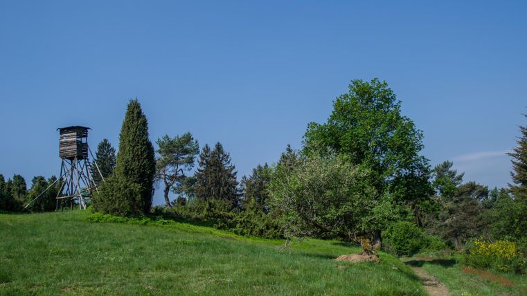 Grüne Wiesen und Wald mit einem Hochsitz und blauem Himmel