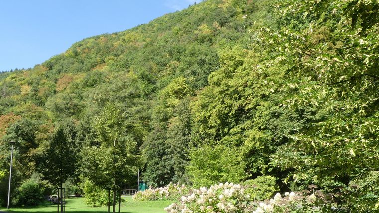Eine grüne Landschaft mit Bäumen und einem sanften Hügel im Hintergrund. Rechts blühen weiße Blumensträucher.
