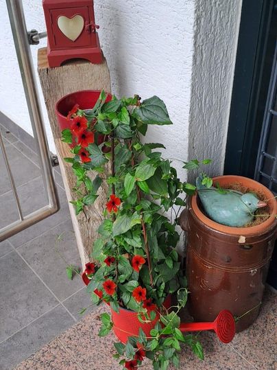 A decorative corner with a red lantern and a green plant. Next to it are blooming potted plants and a watering can.