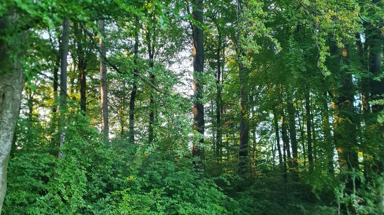 Ein ruhiger Waldweg, umgeben von dichtem Grün und hohen Bäumen. Das Licht scheint sanft zwischen den Ästen hindurch.