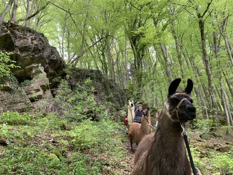 Dans une forêt verte, des lamas suivent un sentier de randonnée. En arrière-plan, une roche est visible.