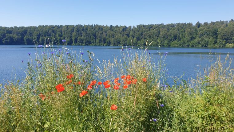 Het Meerfelder Maar is omgeven door groene weiden en kleurrijke wilde bloemen. De rode klaprozen vormen een mooie kleuraccent in de voorgrond.