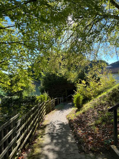Ein schmaler Weg führt durch einen grünen Wald. Über dem Weg hängen wohlige Baumzweige und die Sonne scheint klar durch die Blätter.