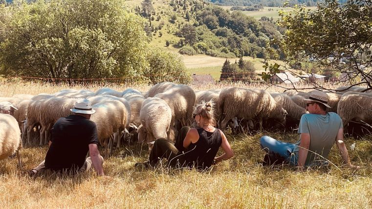 Eine Gruppe von Menschen sitzt auf einer Wiese und beobachtet Schafe. Im Hintergrund sind sanfte Hügel und grüne Natur zu sehen.
